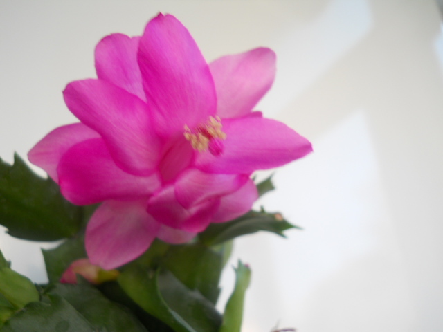 005 - schlumbergera