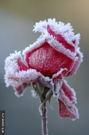Winter_Roses300x451 - FlOrI