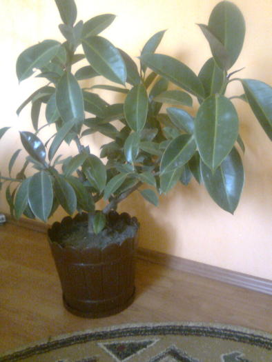 ficus - flori