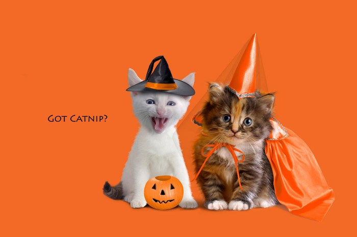 Got Catnip[1] - Imagini cu pisici