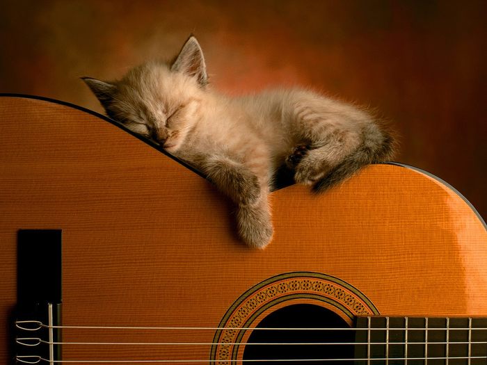 Sleep[2] - Imagini cu pisici