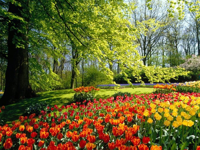 Spring_Park_1280 x 960[1] - Flori