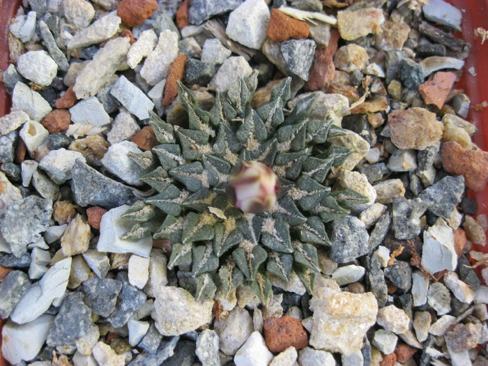 v.macdowellii