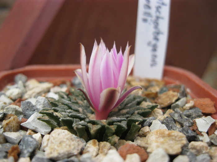 v.macdowellii - Ariocarpus kotschoubeyanus