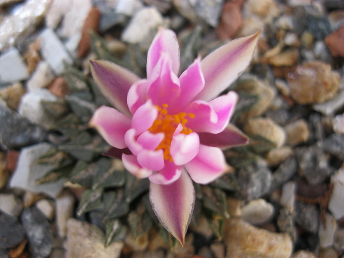 v.macdowellii - Ariocarpus kotschoubeyanus