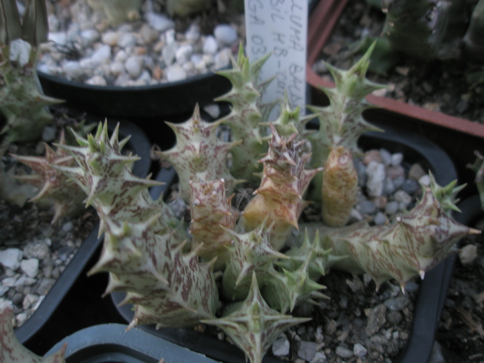 Caralluma baldratii - posibil hb; Colectia Andre
