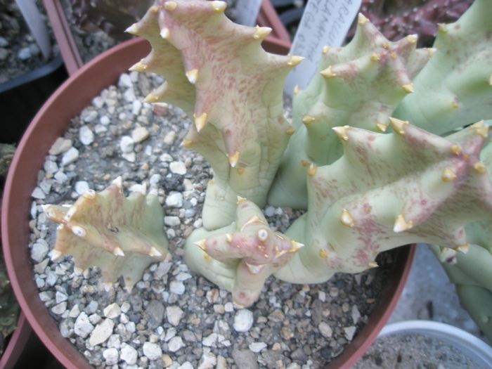 Caralluma melanantha - melanantha