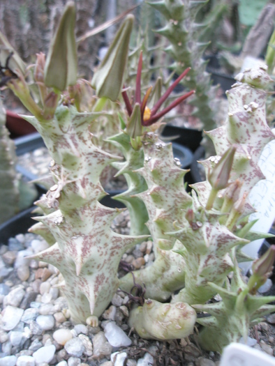 Caralluma mentjetsiana - mentjetsiana