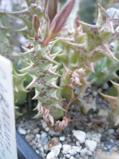 Caralluma mentjetsiana; Colectia Andre
