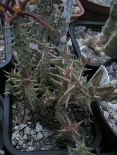 Caralluma mentjetsiana; Colectia Andre
