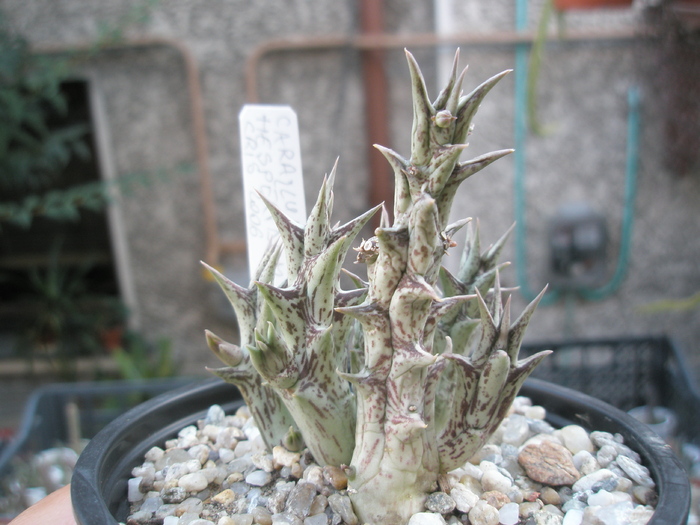 Caralluma hesperidum - 2010 - hesperidum