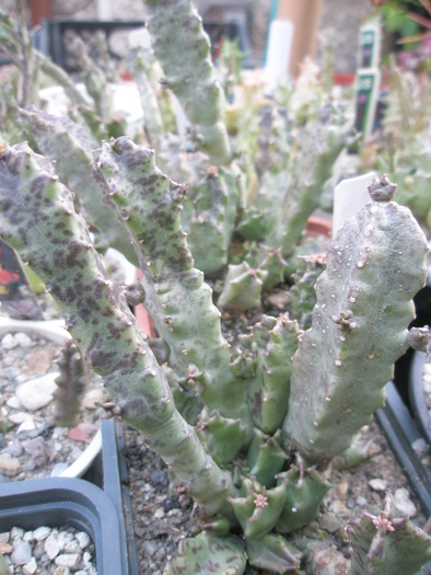 Caralluma europaea - europaea