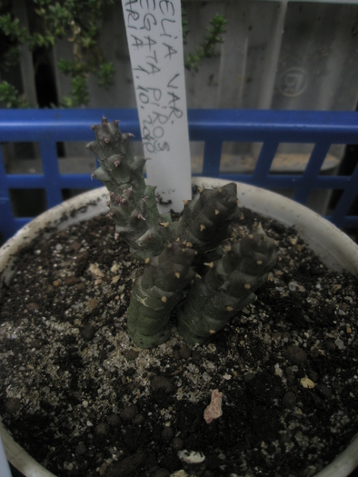 Stapelia variegata Piros - variegata