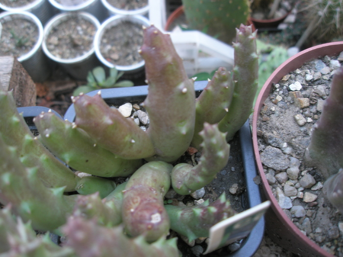 Stapelia variegata galbena - planta; Colectia Andre  Provenienta: Gino
