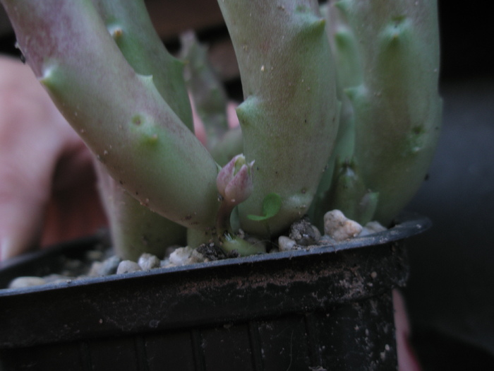 boboc pe Stapelia variegata v. pallida - 2010; Colectia Andre
