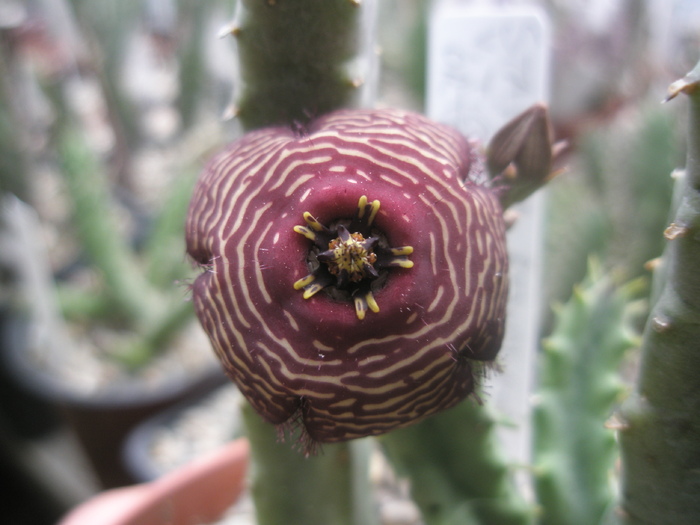 Stapelia revoluta v. tigrida; Colectia Andre
