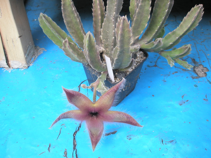 Stapelia gettlefii; Colectia Andre  Provenienta: Marcu_Nic
