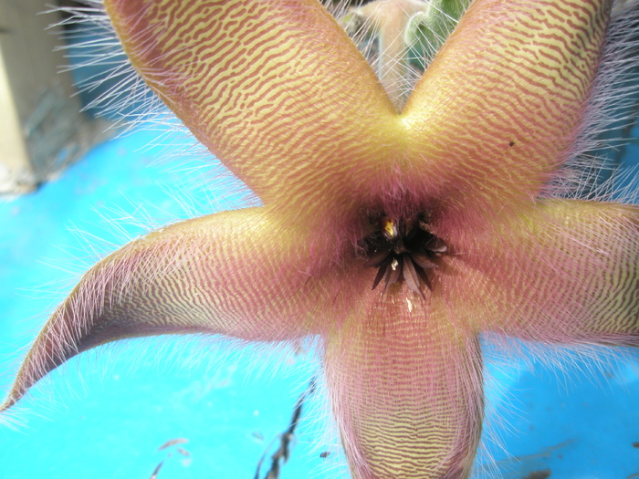 Stapelia gettlefii - floare - gettlefii