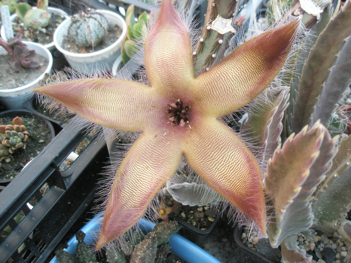 Stapelia gettlefii; Colectia Andre
