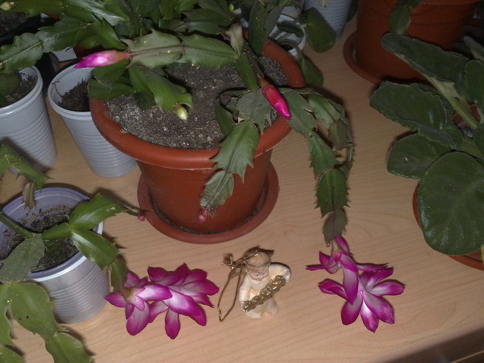 47 - Schlumbergera si Rhipsalidolis