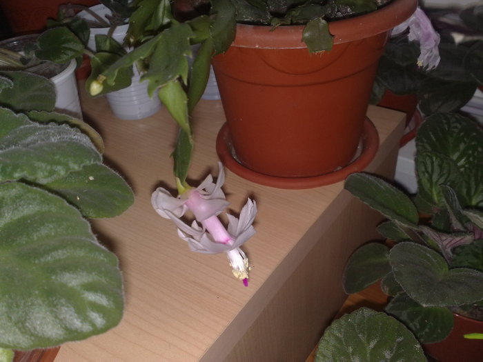 12 - Schlumbergera si Rhipsalidolis