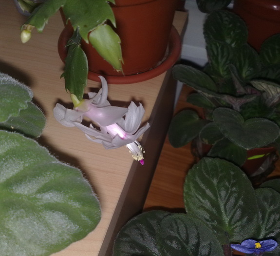 17 - Schlumbergera si Rhipsalidolis