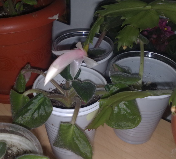 18 - Schlumbergera si Rhipsalidolis