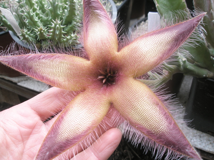 Stapelia gettlefii; Colectia Andre
