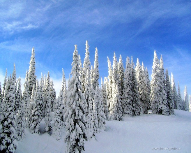 silvershining-padure-iarna-wallpaper_1280x1024 - Iarna