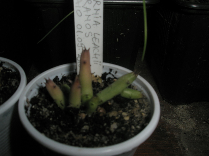 Huernia leachii Lavranos; Colectia Andre
