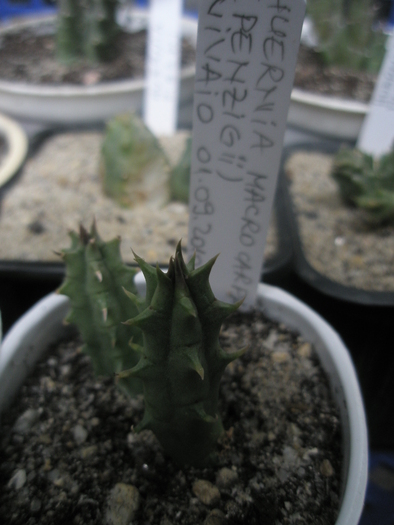 Huernia penzigii; Colectia Andre
