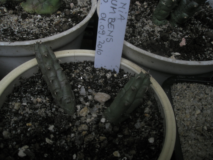 Huernia procumberns; Colectia Andre
