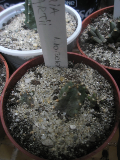 Huernia volkartii - volkartii