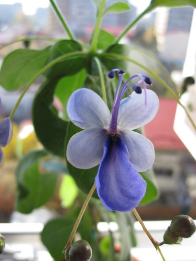 06.11.2010 - CLERODENDRON ugandesse