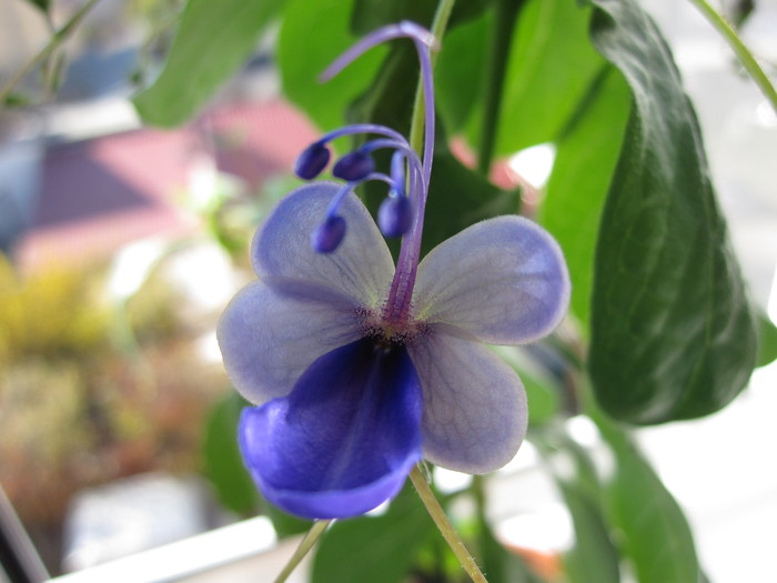 06.11.2010 - CLERODENDRON ugandesse