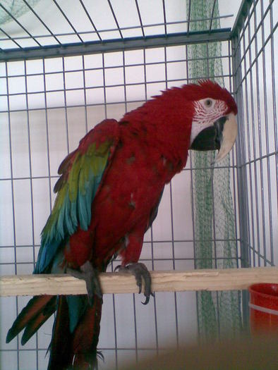 Imag049 - expo galati 06-11-2010