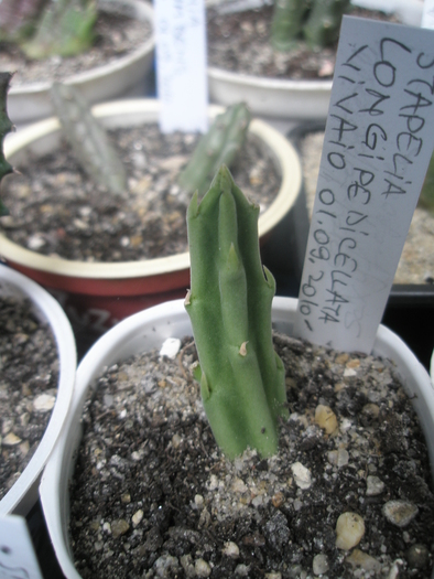 Stapelia longipedicellata; Colectia Andre
