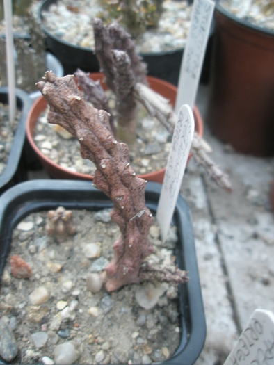 Stapelianthus keraudrenae; Colectia Andre
