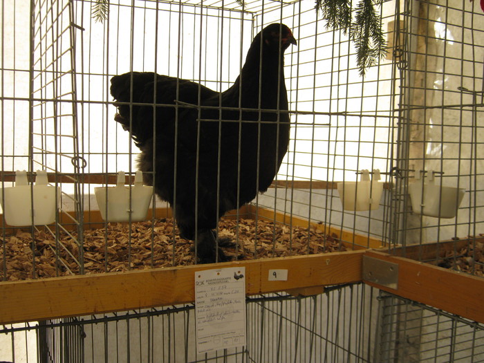 ausstellung-nov-brahma