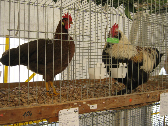 ausstellung-nov 116