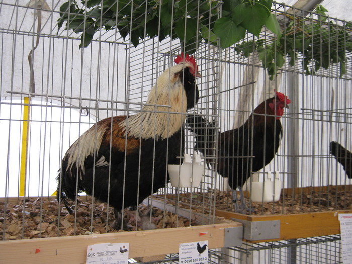 ausstellung-nov 120