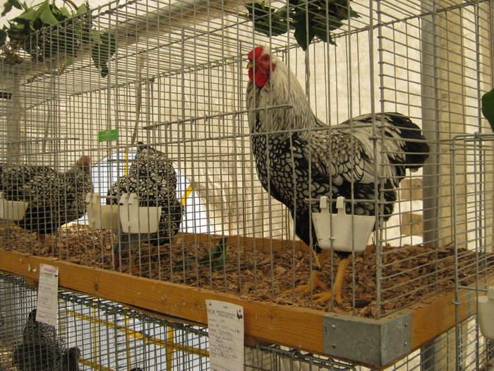 ausstellung-nov 135