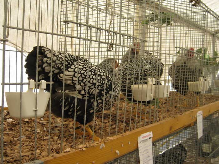 ausstellung-nov 133