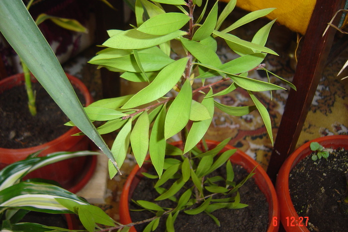 pui de callistemon