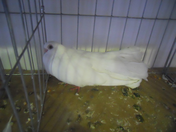 DSCN0302