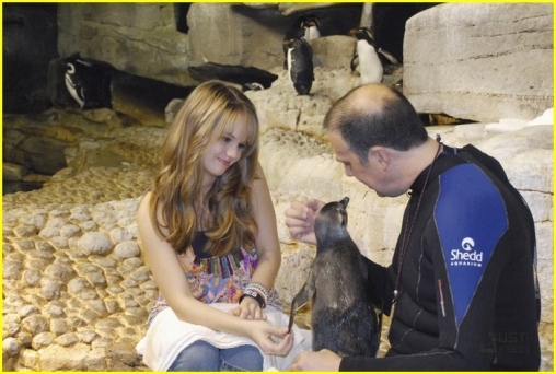 normal_DRHQPenguin_(16)