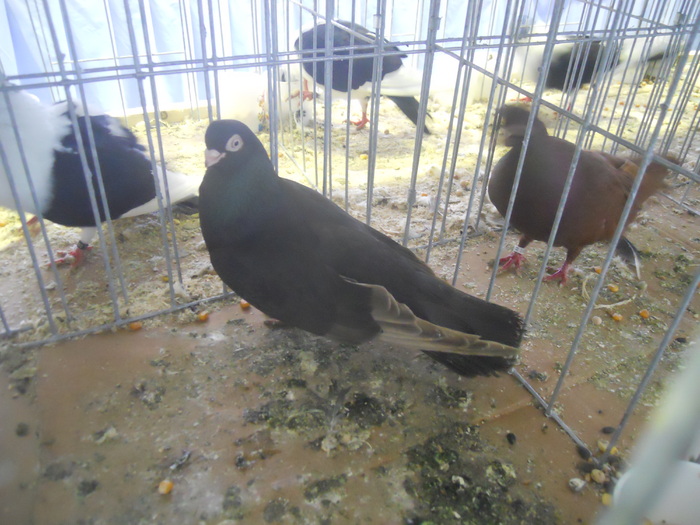 DSCN0336