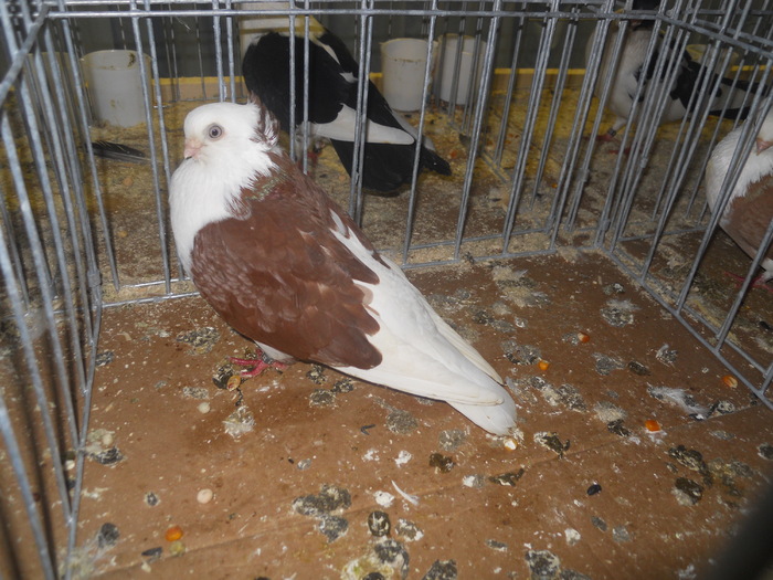 DSCN0338