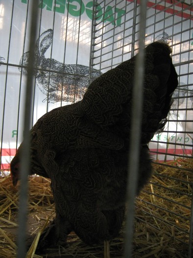 ausstellung-nov 043