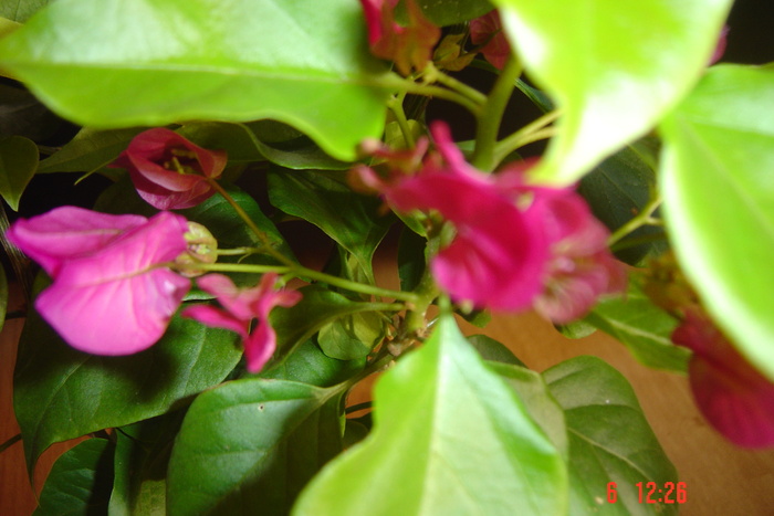 Picture 608 - 0-BAUGAINVILLEA